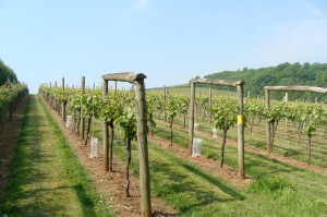Sharpham estate vineyeards